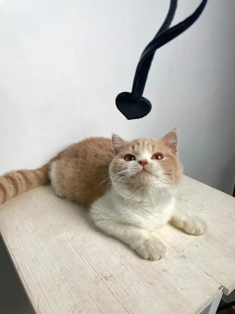 BSH CREAM BICOLOR KUCING BRITISH SHORT HAIR