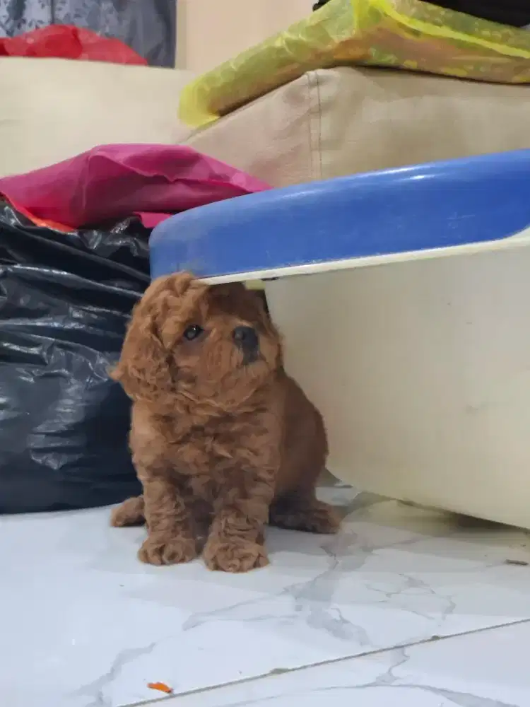 Red Toy Poodle Baby