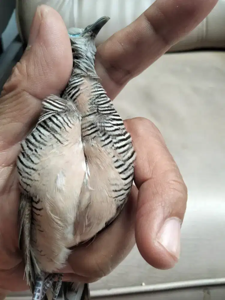 Perkutut katuranggan pandowo mijil