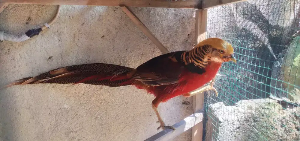 Golden Peashant jantan