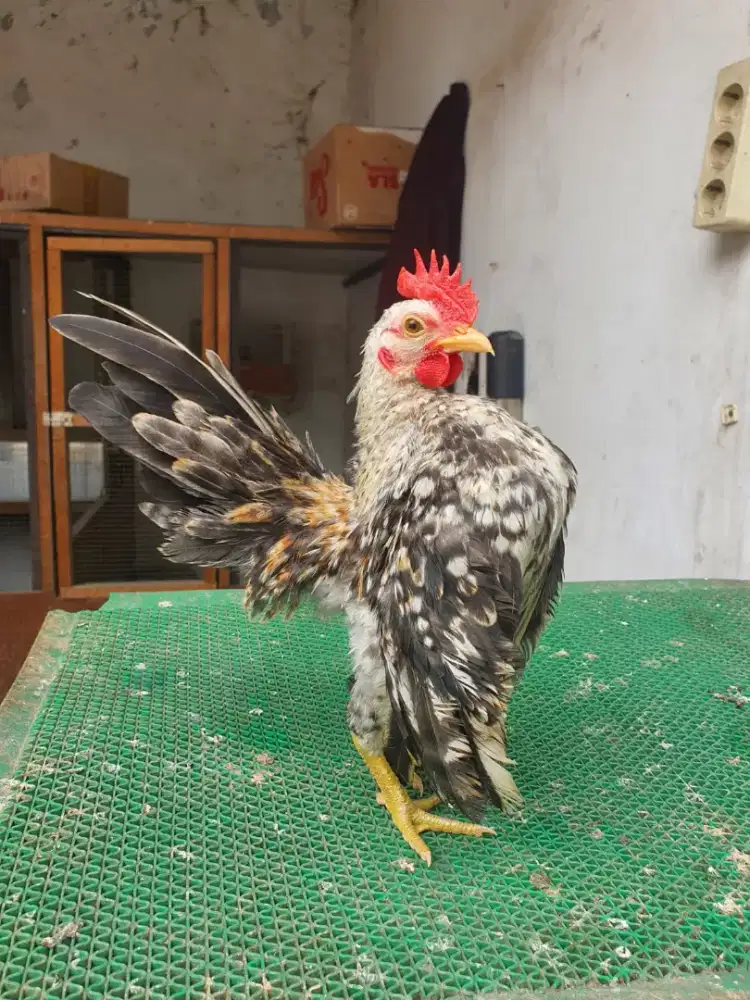 Jantan serama rinting jali