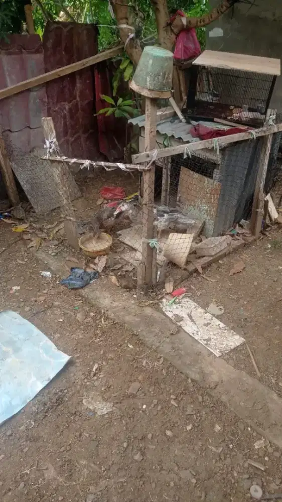 Entok rambon sepasang baru belajar kawin