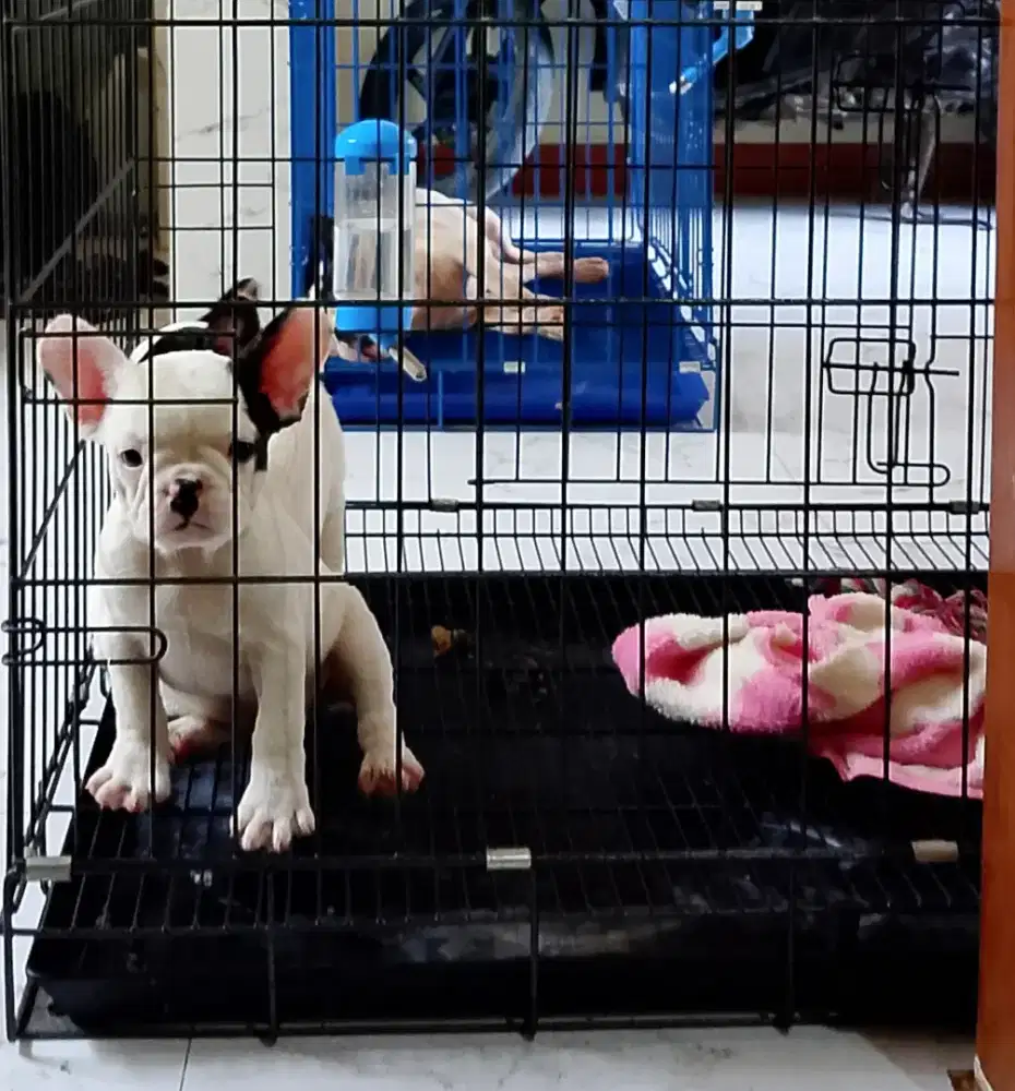 French bulldog/ frenchie BETINA STB