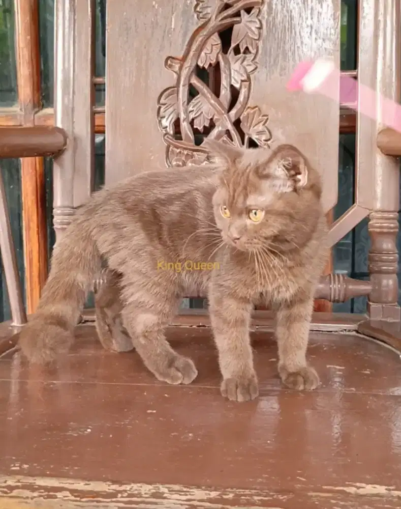 Kucing BSH British Shorthair Cinnamon Choco Betina 3,5 bulan Non Ped