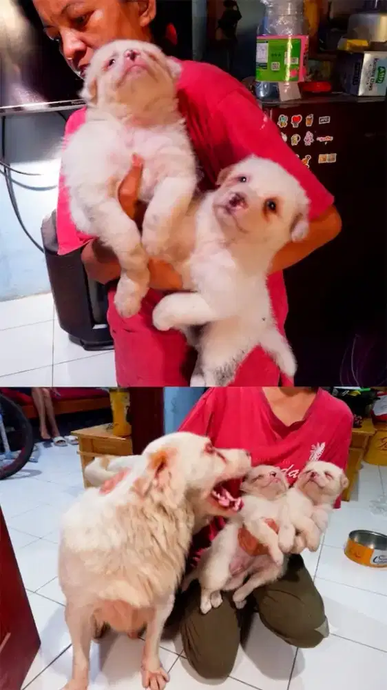 Anakan Anjing Warna Putih Anak Anjing Kampung mix Kintamani Samoyet