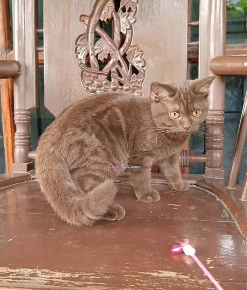 Kucing British Shorthair BSH Cinnamon Choco Betina Kitten 3,5 bulan