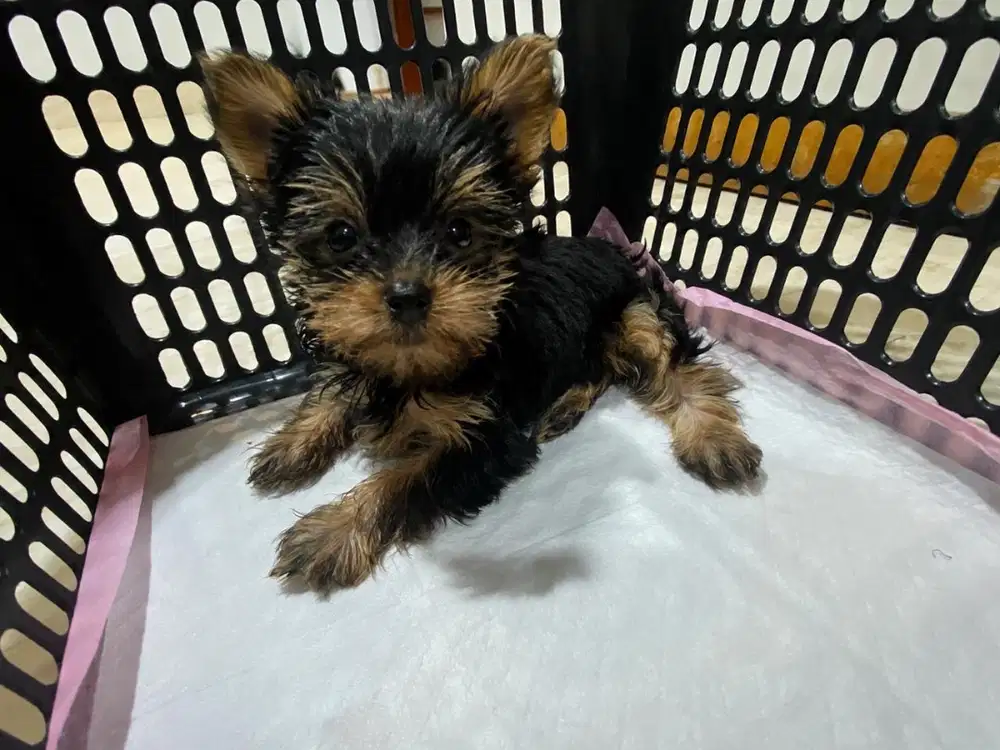 Yorkshire Terrier Puppy