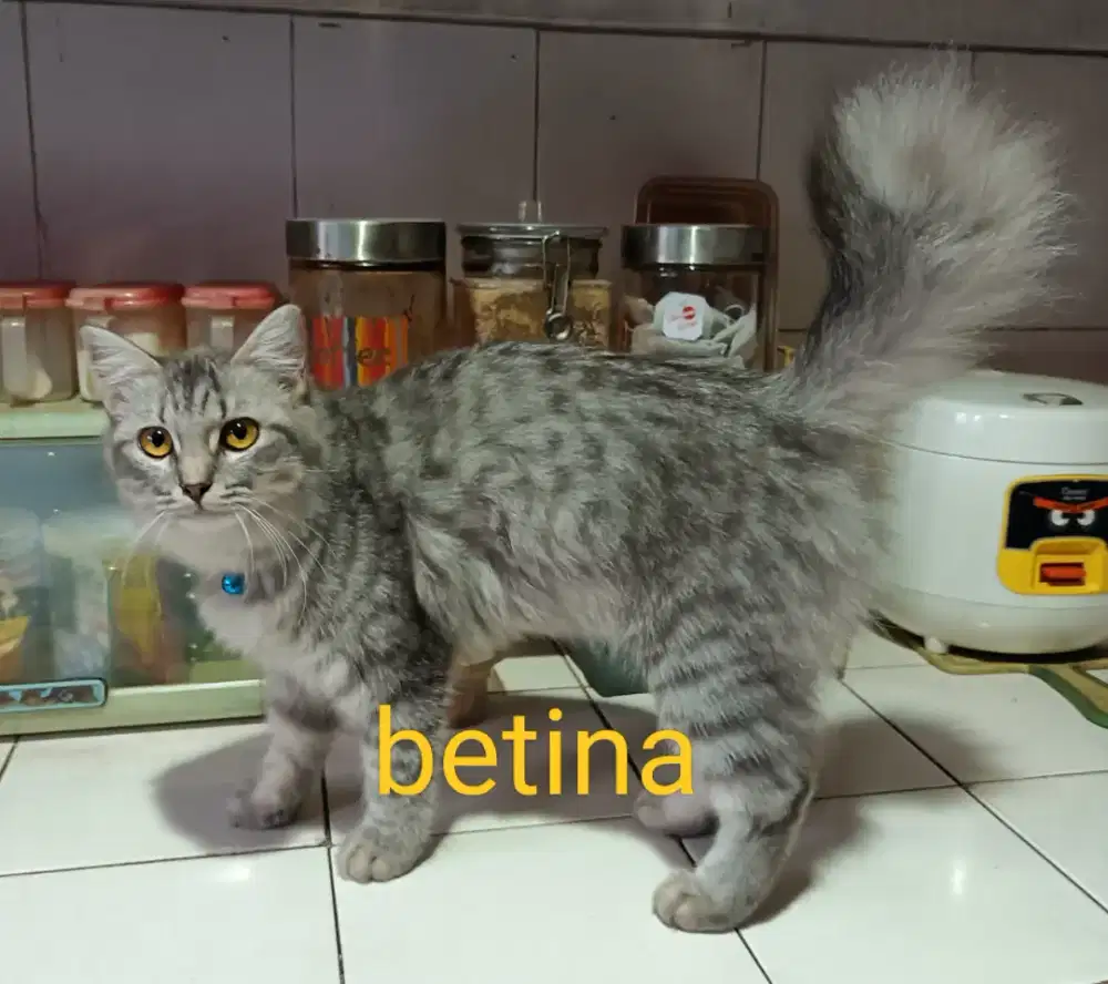 2 kucing nakal, liar, brutal