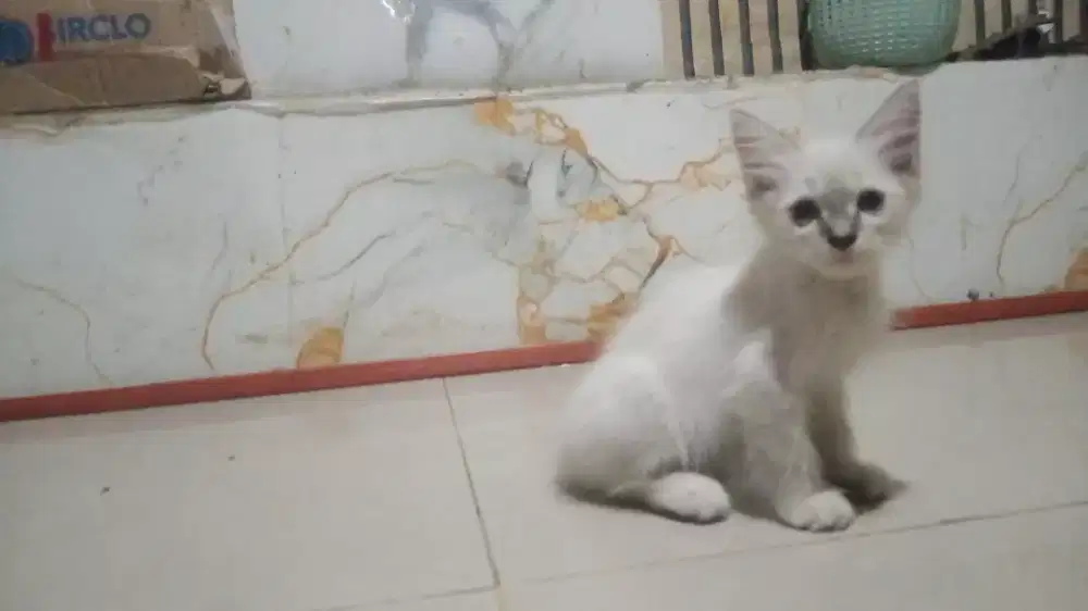 Di jual kitten ragdol Himalaya