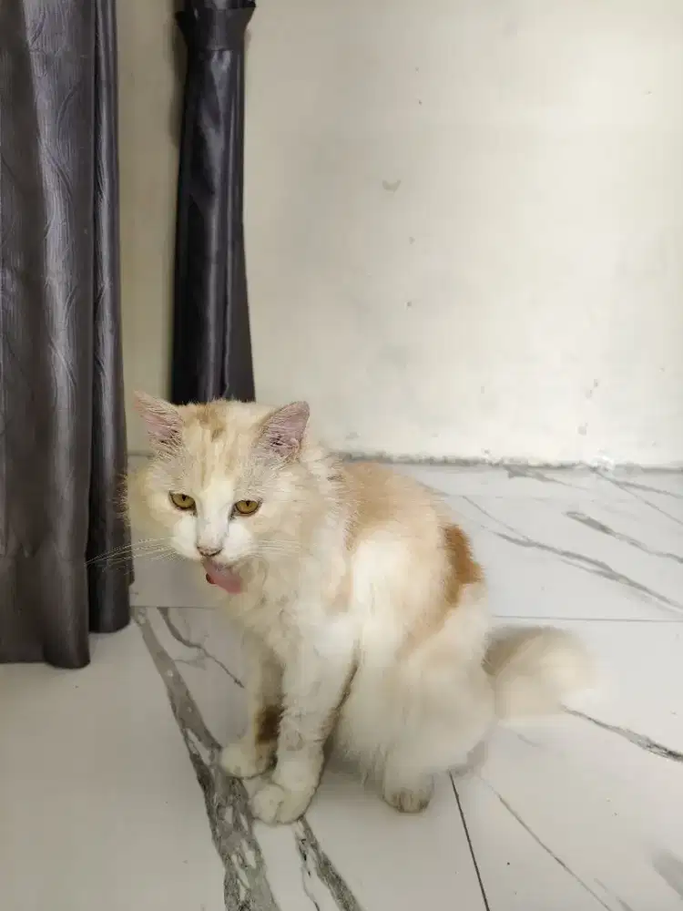 kucing anggora jantan umur 3 tahun