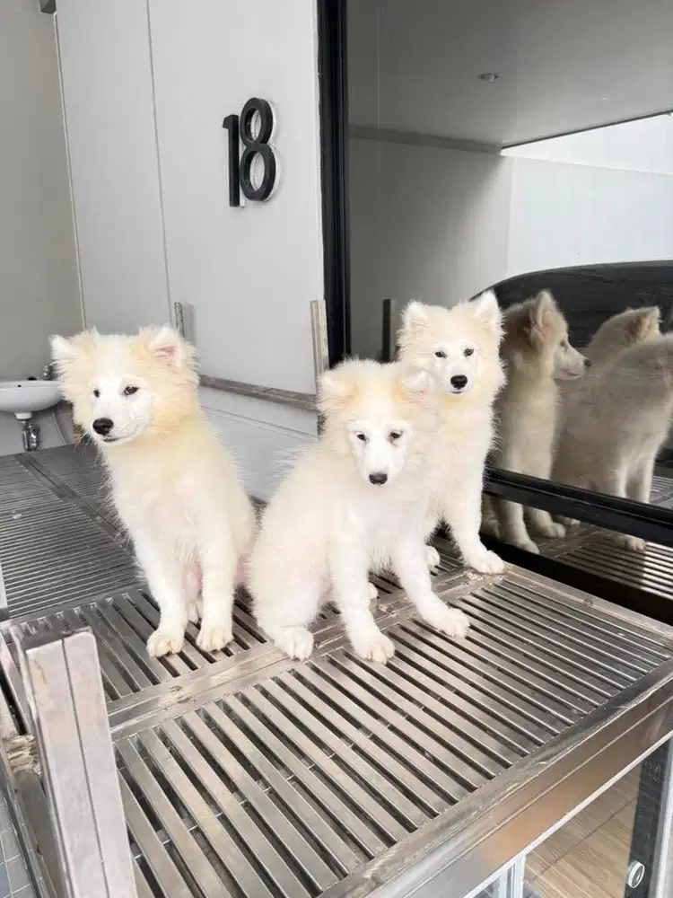 Samoyed murceee