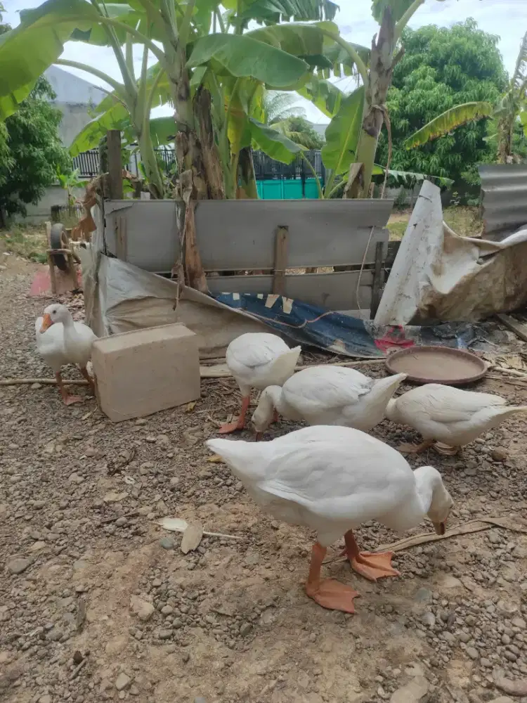 Anak bebek Angsa 4 ekor