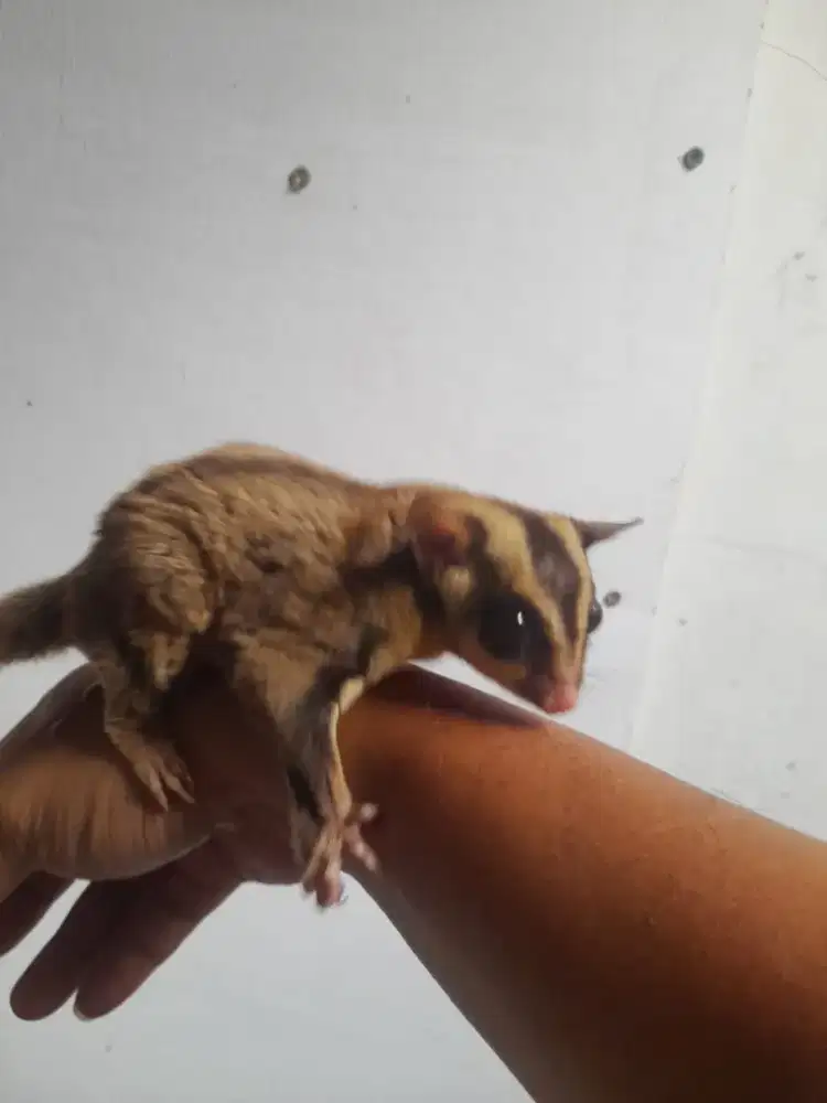 Sugar glider classic grey