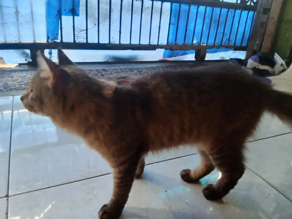 Jual Kucing blasteran