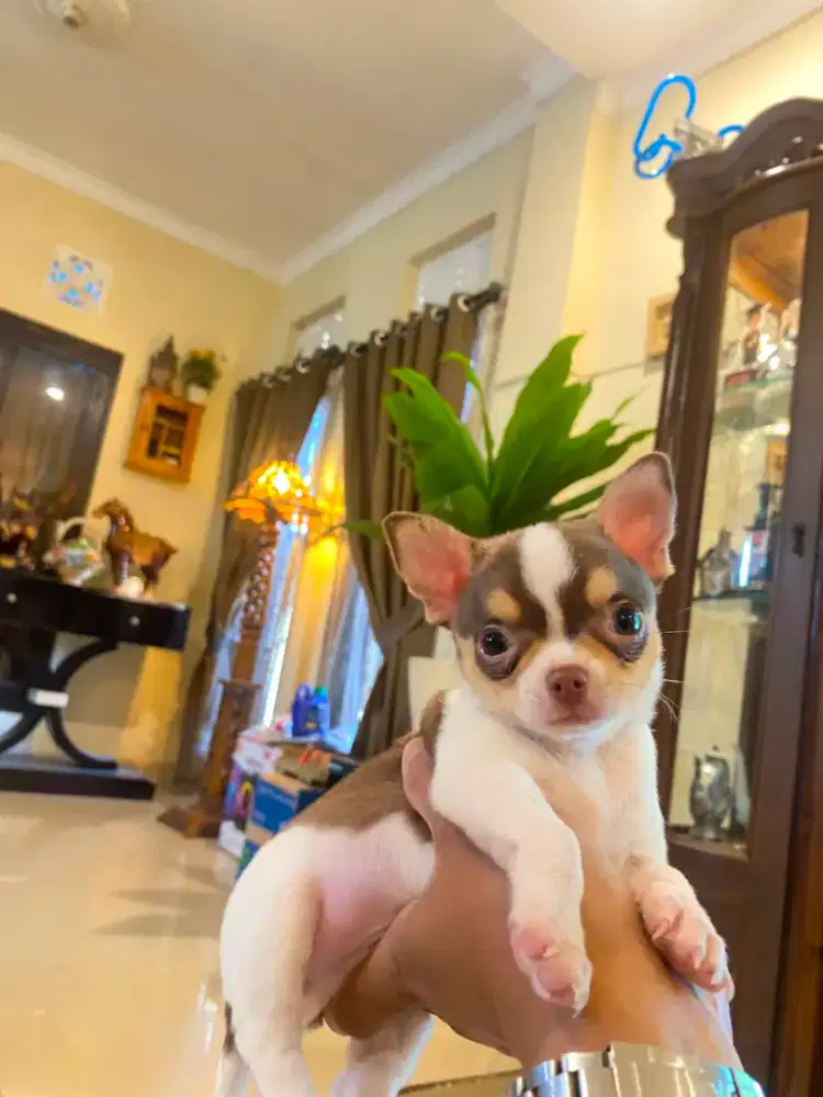 Dijual Chihuahua lincah