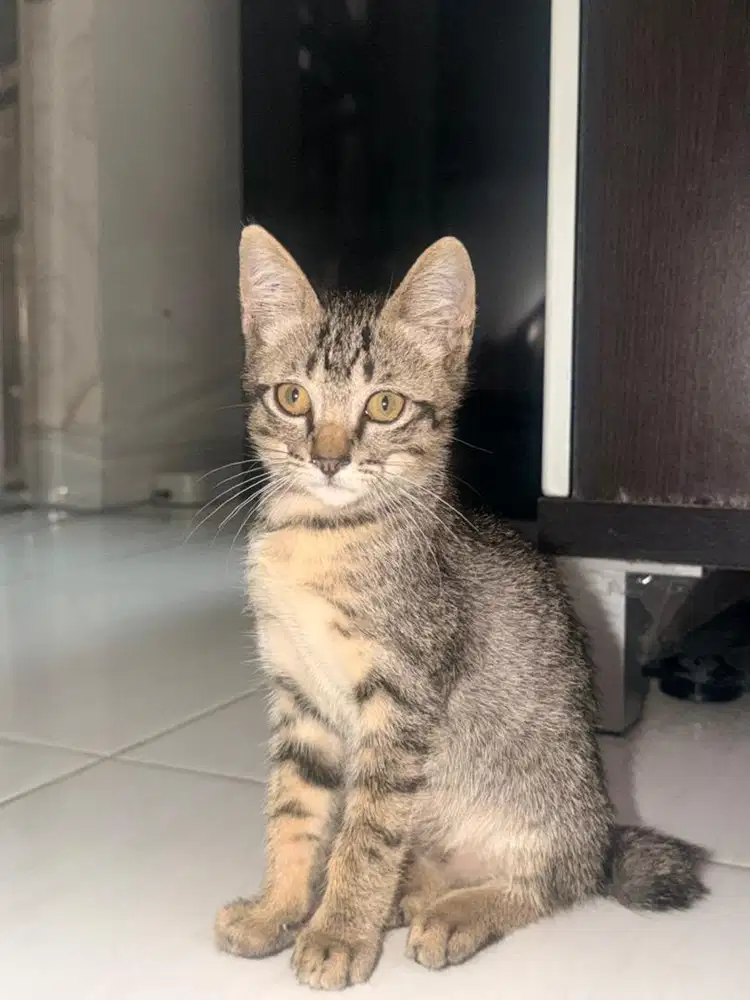 Kitten 3 Bulan sehat