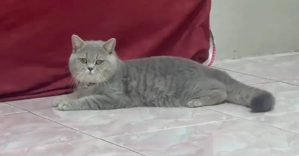 Kucing jantan bsh