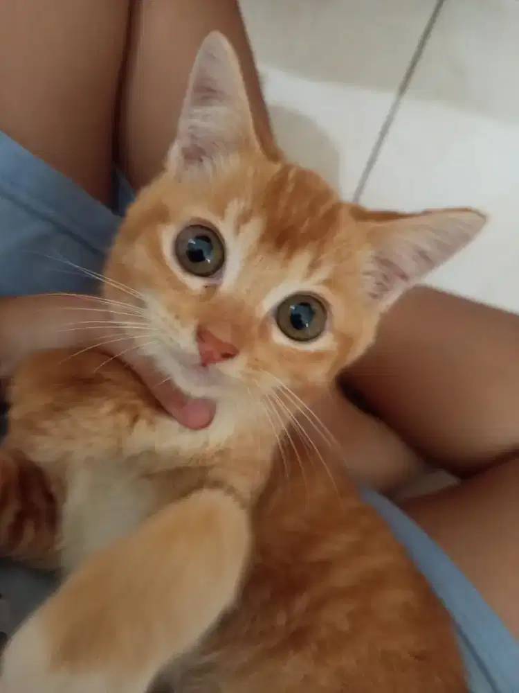 Open Adopt kucing persia medium