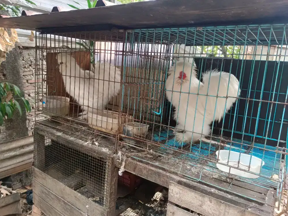 Ayam american shilki