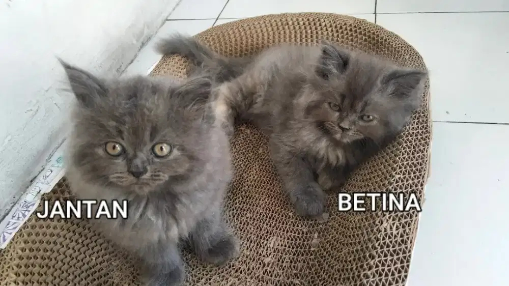 Anak kucing persia medium