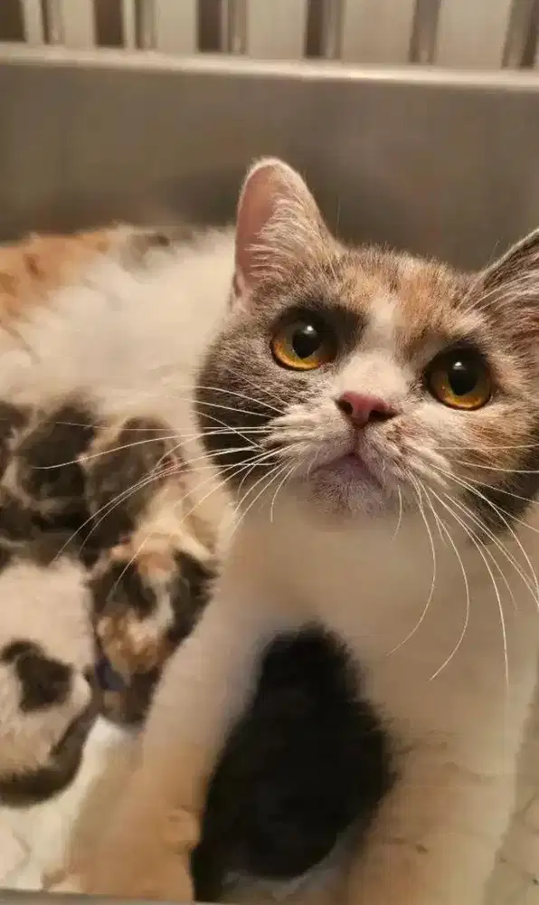 Indukan BSH calico
