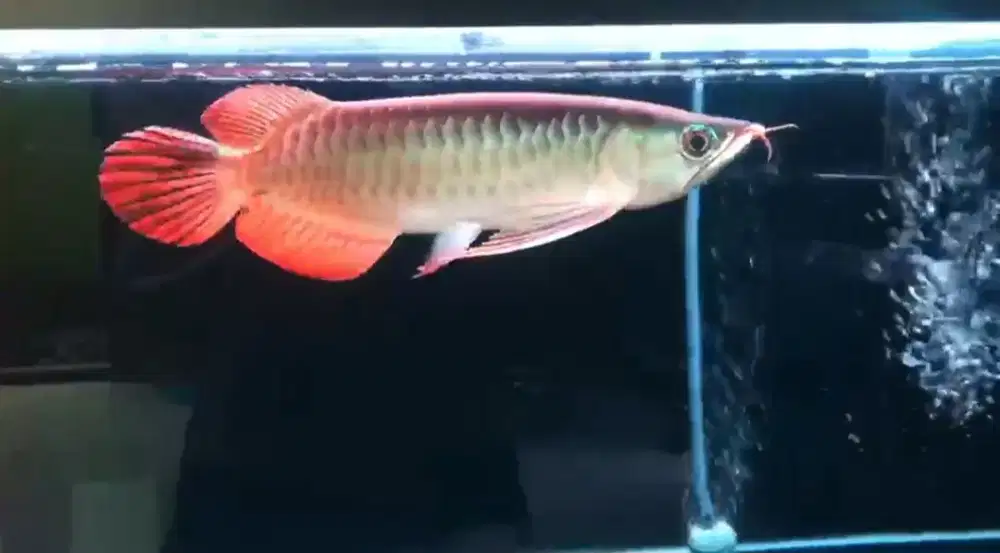 Arwana Super Red Size 30cm