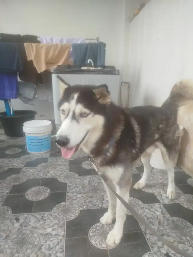 pure husky ( no stanbumb)