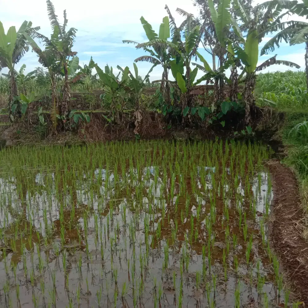 Jual sawah panen 3 kali/tahun