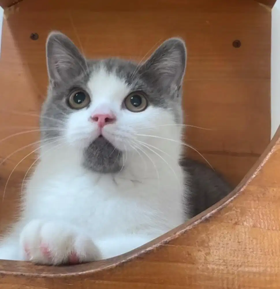 Kitten BSH bico blue dan blue