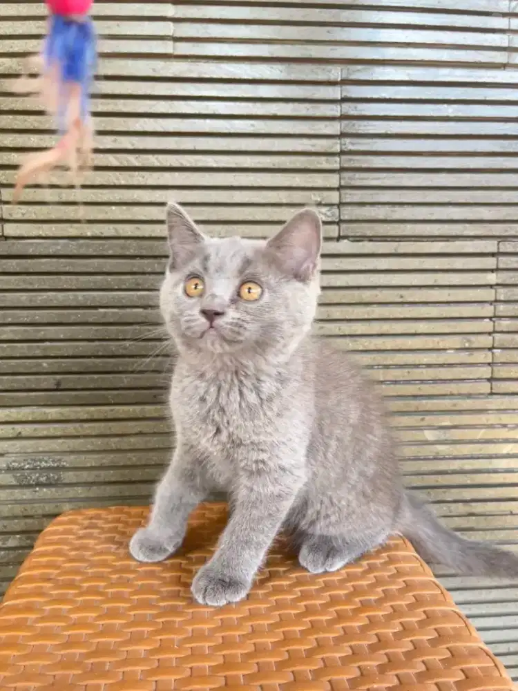 Kucing British Shorthair kitten 2 bulan