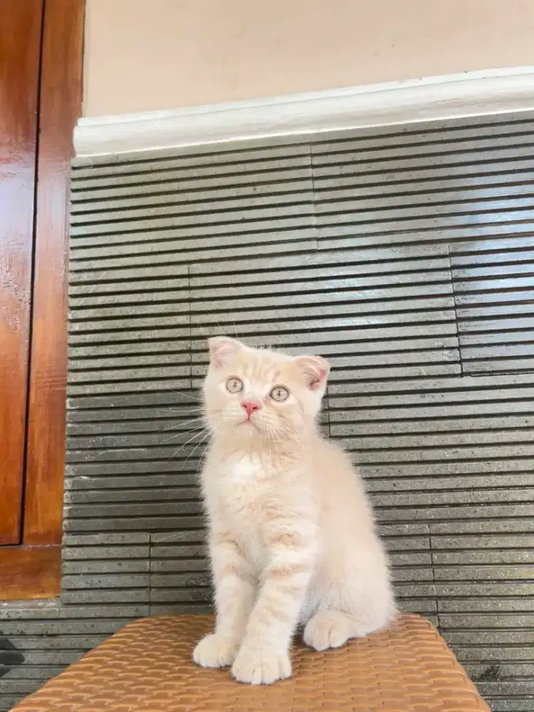 Kucing British Shorthair X Scottish Fold 2 bulan