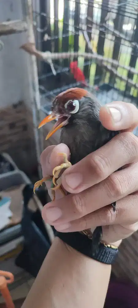 Poksay mandarin siap ditinggal kerja