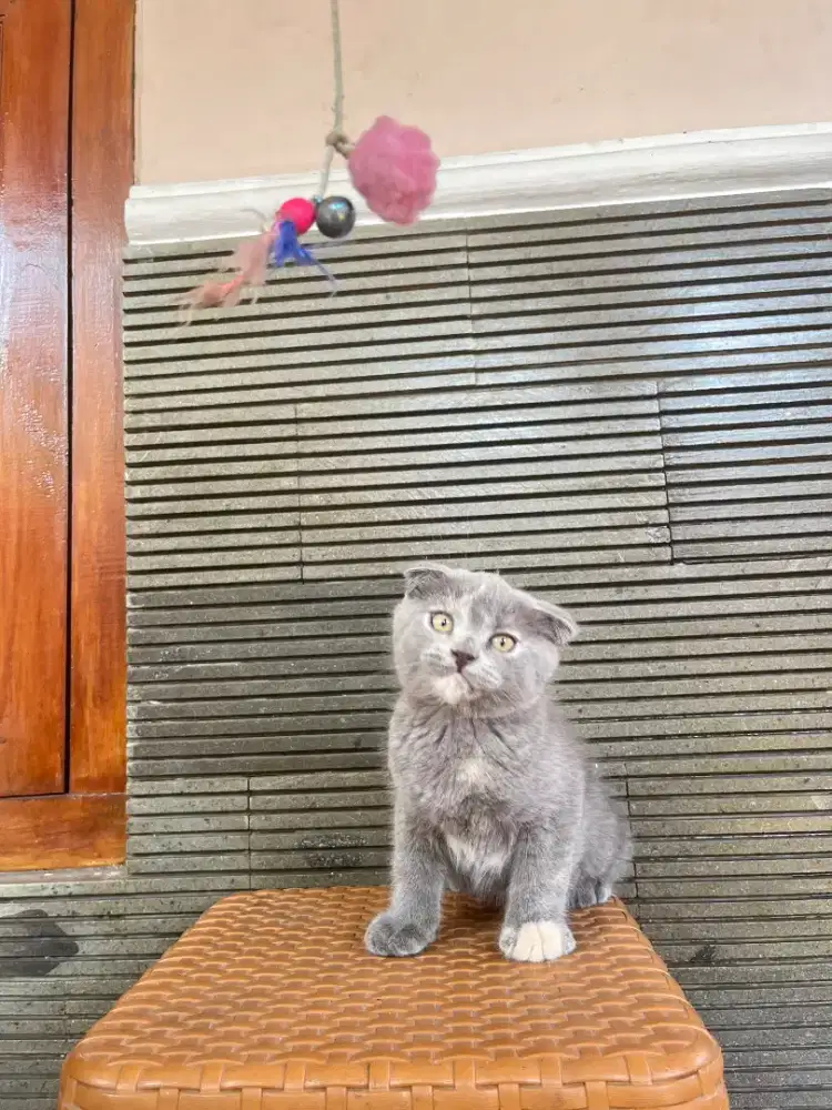 Kucing British Shorthair X Scottish Fold kitten 2 bulan
