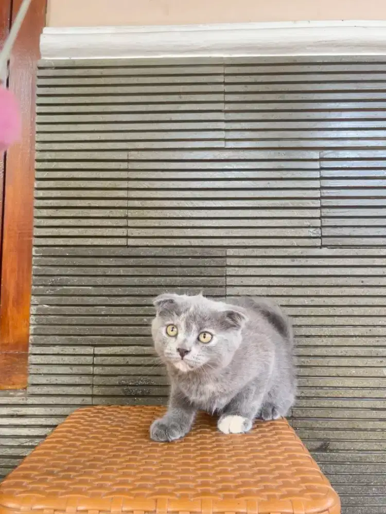 Kucing British Shorthair X Scottish Fold kitten 2 bulan