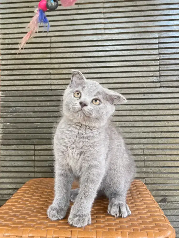 Kucing British Shorthair X Scottish Fold kitten 2 bulan