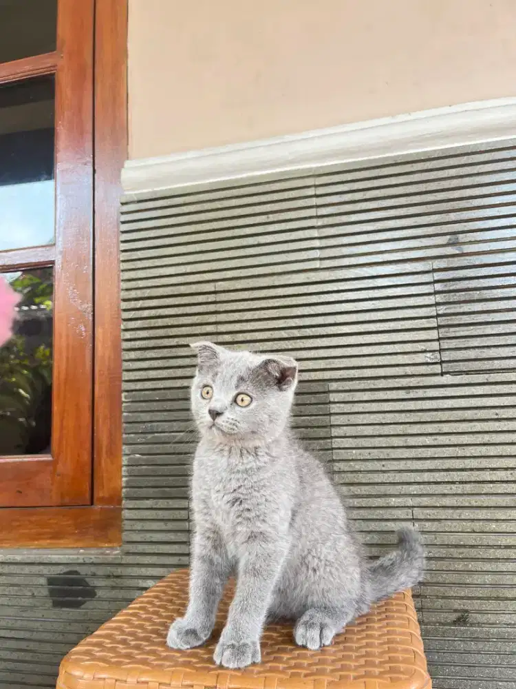 Kucing British Shorthair X Scottish Fold kitten 2 bulan