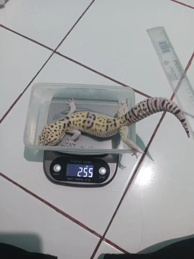 Gecko 33cm gecko panjang