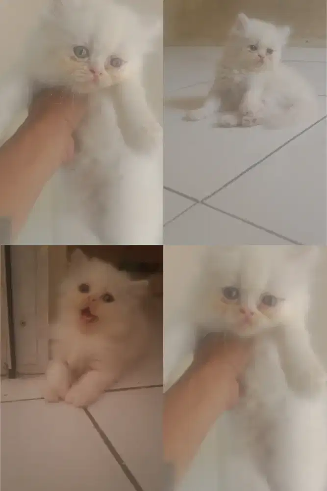 Kitten Persia Flatnose