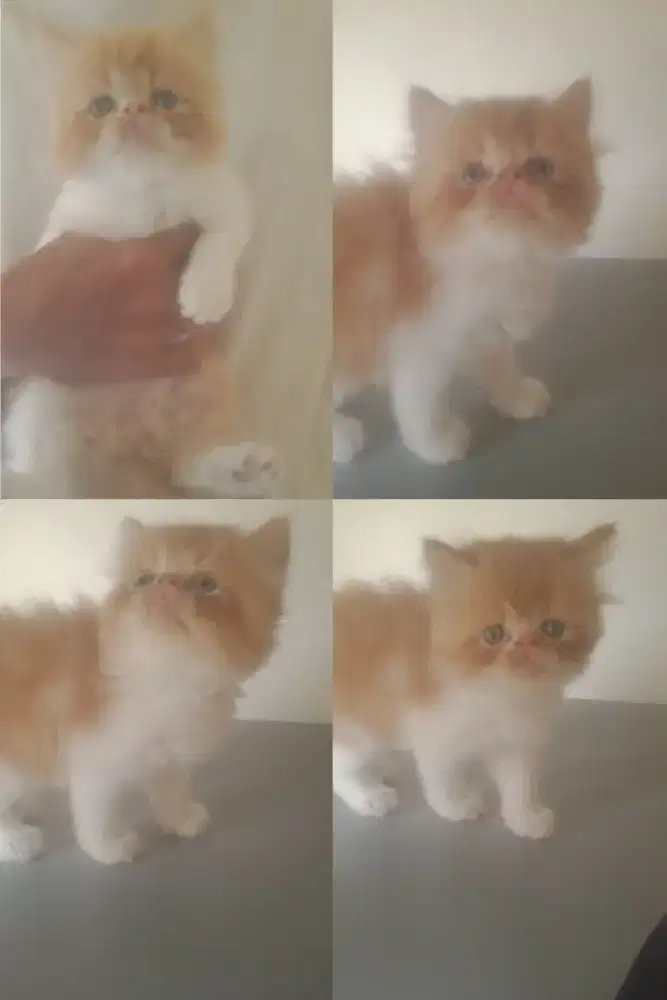 Kitten Persia Peaknose
