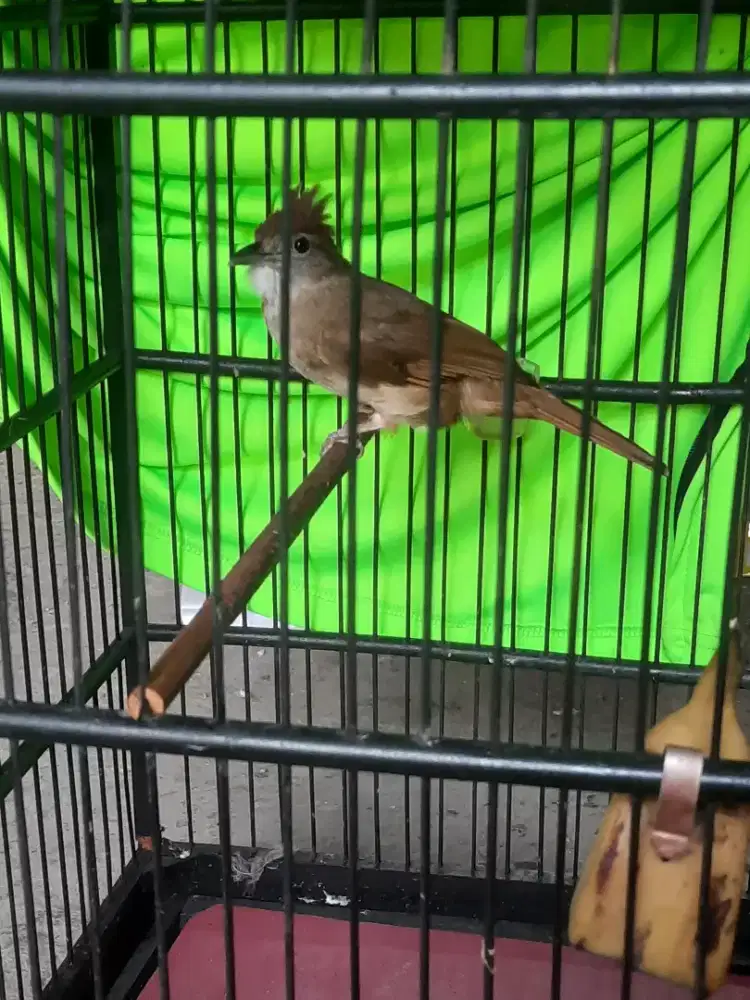 Burung kapas tembak