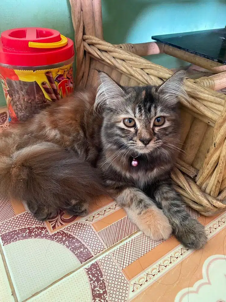 Kucing persia umur 5 bulan