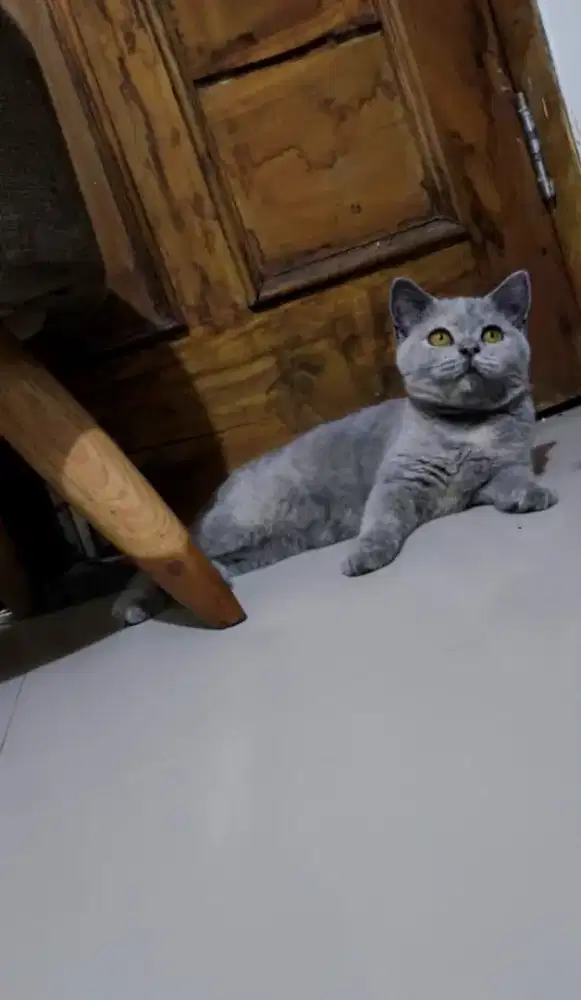 British Shorthair betina 4bln