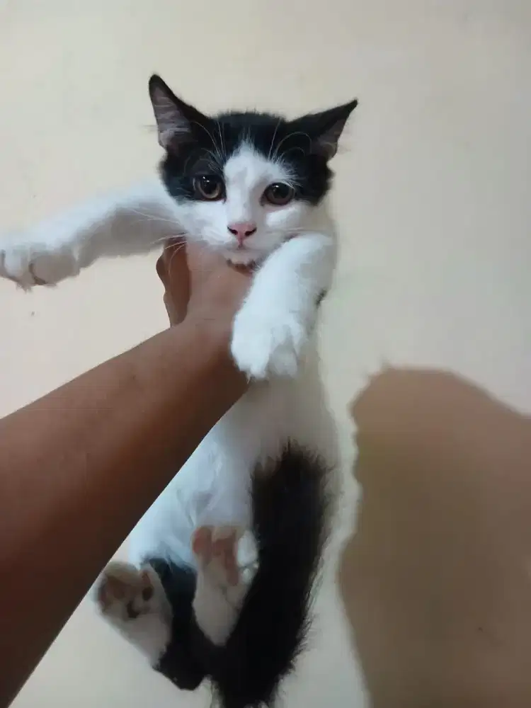 Kitten perisa tuxedo