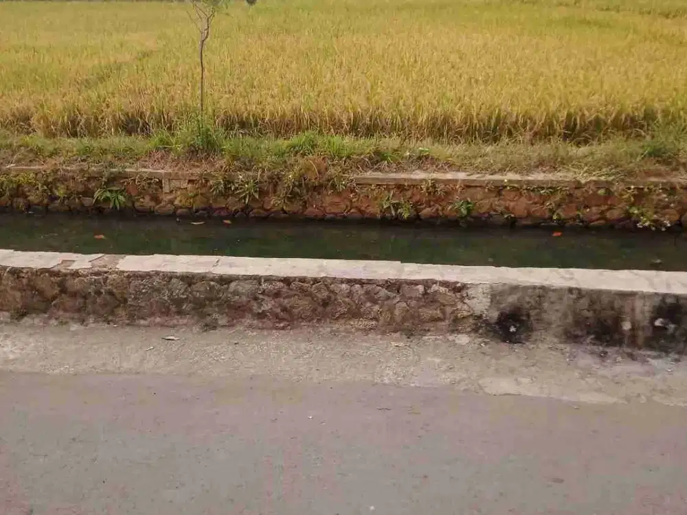 TANAH SAWAH PRODUKTIF, SHM, PINGIR JALAN, HASIL BAGUS, MURAH.