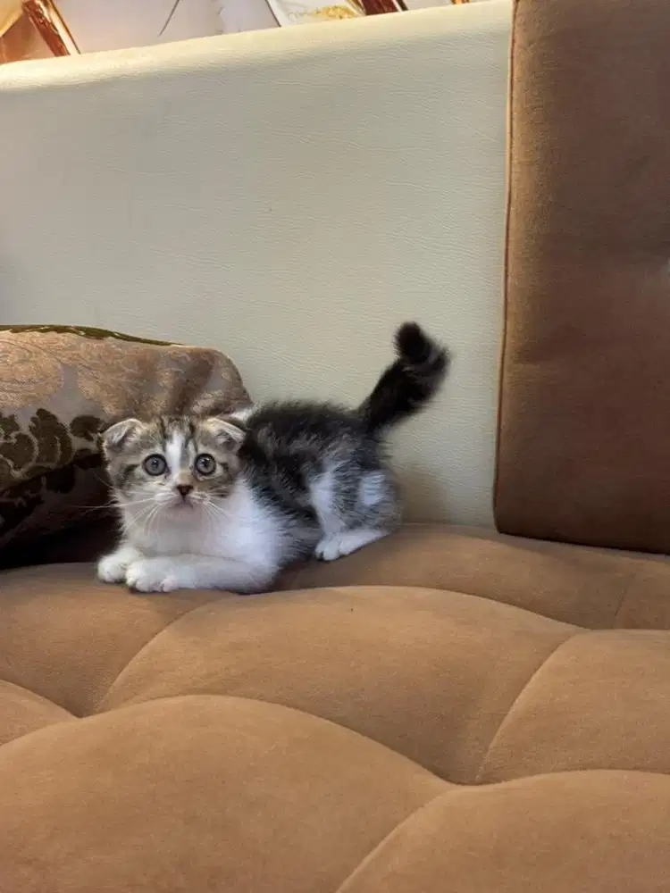 Kucing scottish fold jantan