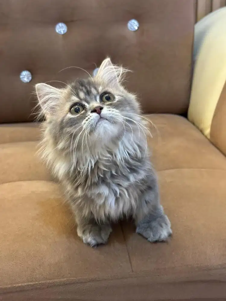 Kucing munckhin cebol betina cantik