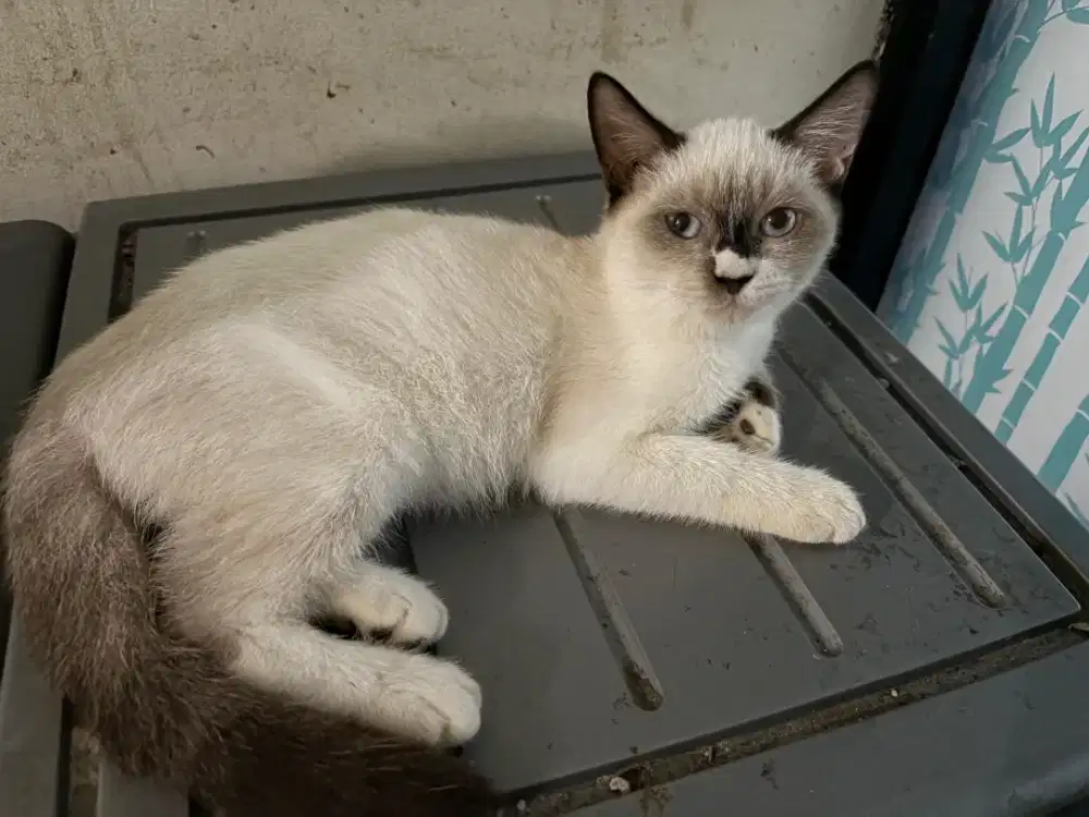 Kucing ras Himalaya jantan birahi