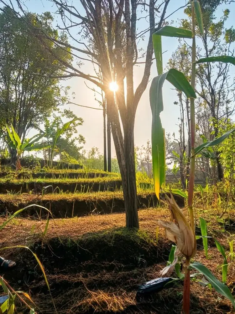 Tanah Cengkeh di Dusun Gajah Guling
