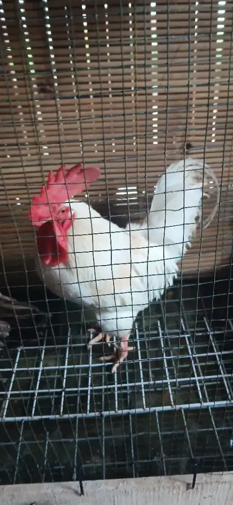 Ayam bali mutiara jinak penurut namaku Cagur