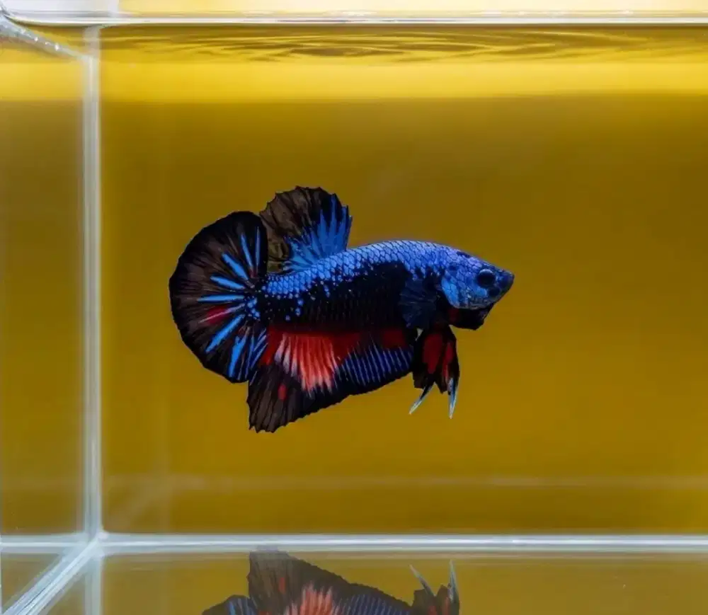 ikan cupang avatar